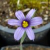 Idaho Blue-eyed Grass seeds