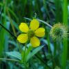 Large-leaved Avens Seeds