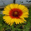 Blanket Flower Seeds