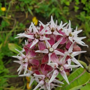 Coastal Strawberry - Plan Bee Native Plants