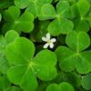 Redwood Sorrel