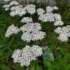 Western Yarrow Seeds
