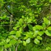 Red Alder