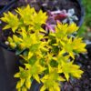 Broad-leaved Stonecrop