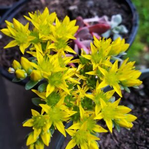 Broad-leaved Stonecrop