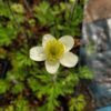 Cut-leaved Anemone