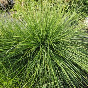 Tufted Hair Grass