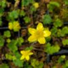 Western Buttercup