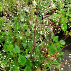 Small-flowered Alumroot