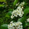 Black Hawthorn