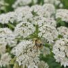 Cow Parsnip