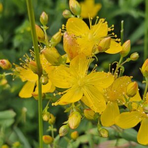 Western St. John's Wort