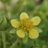 Sticky Cinquefoil