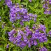 Cascade Penstemon Seeds
