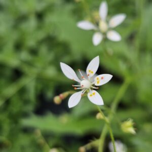 Russethair Saxifrage