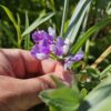 Beach Pea