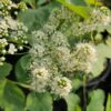 Birch-leaved Spiraea