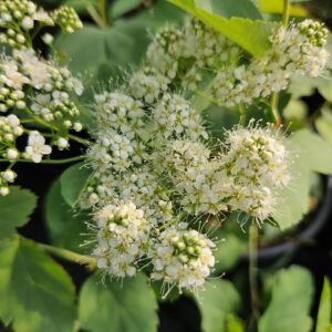 Birch-leaved Spiraea