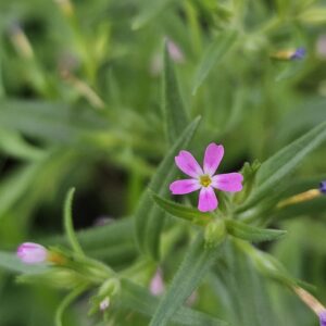 Slender Phlox